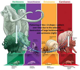 Flattening of the U-shape diet-size graph in mammals