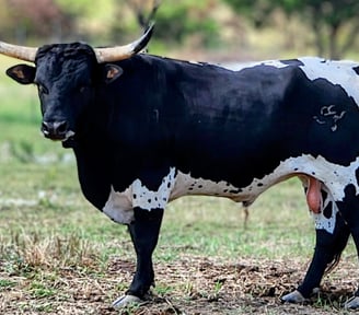 Miniature Texas Longhorn bull