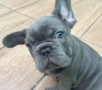 Um filhote muito feliz