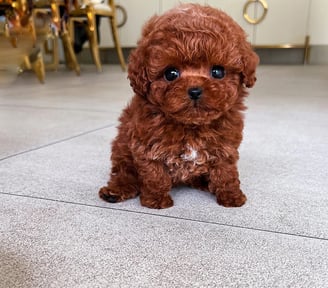 Poodle Puppies for Sale