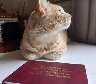 gato rubio con libro