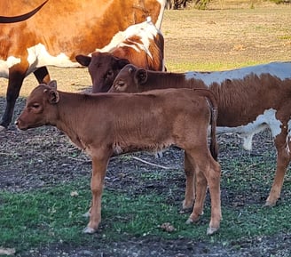 Miniature Texas Longhorn calves