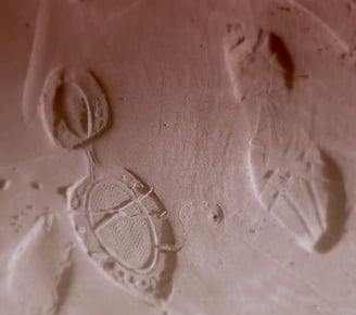 Footprints in the sand