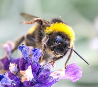 a bee with a yellow and black bee on a purple flower