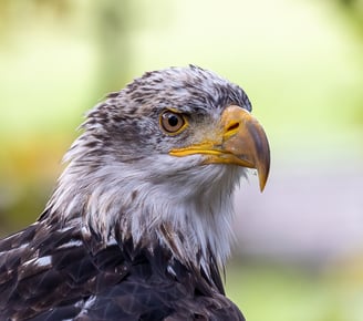 a bald eagle eagle bird with a yellow beak