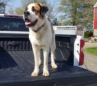 large friendly dog in back of chevy pickup truck