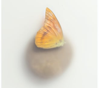 A photograph of a butterfly on a stone. Misty and etheral