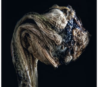 A macro photograph of a flower head that has died. Reminiscent of a head