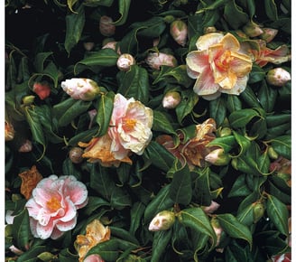 A colour photo pf spring flowers and green leaves
