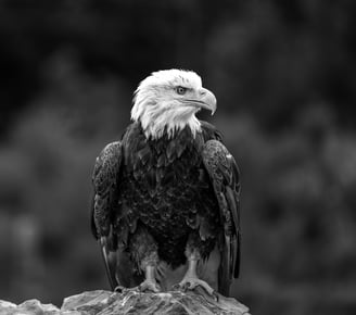 a bald eagle sitting on a rock in a black and white photo