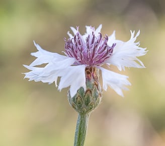 a white flower with a green stem on a stem