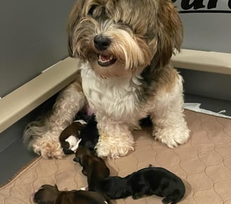 Havanese Babies