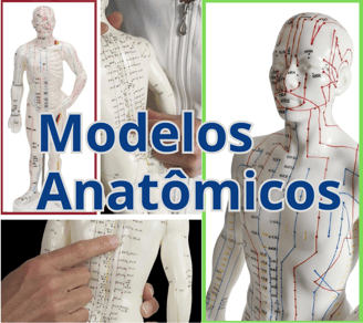 a man with a model of a human body and a model of a human body