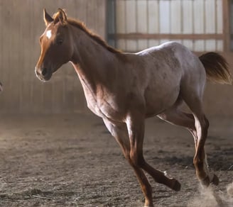 a red roan horse