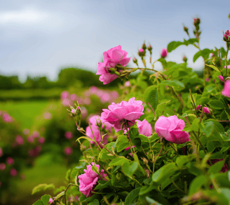 Rosa Damascena rose water (hydrosol) wholesale from Hyra