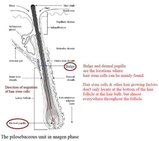anagen-hair-follicle