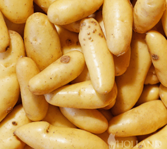 pile of fingerling potatoes