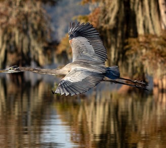 greeat blue heron in flight with spanish moss covered cypress trees in background