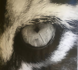 Oeil de tigre