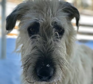 Close up of Irish Wolfhound’s face with snow on her beard