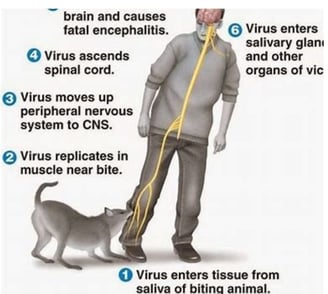 virus replication's