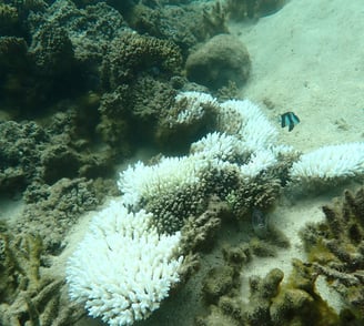 Bleached branching Acropora in Bel Ombre (June 2025)