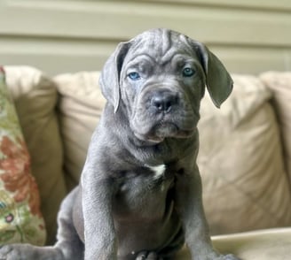 Cane Corso Puppies for Sale