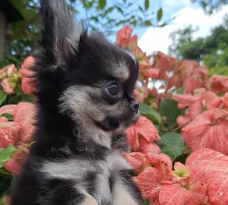 Filhote de chihuahua