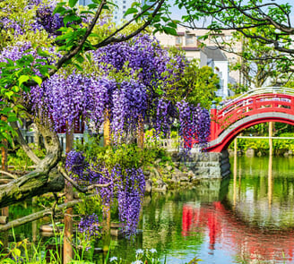 a red bridge in the kameido temple with purple flowers and a red bridge