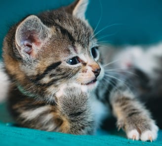 a kitten lying down with a paw touching its jaw with funny look