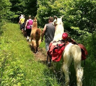Llama Trek