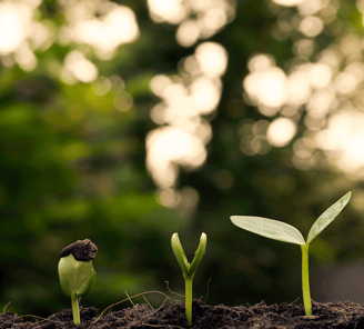 a close up of a plant with a small plant growing out of it