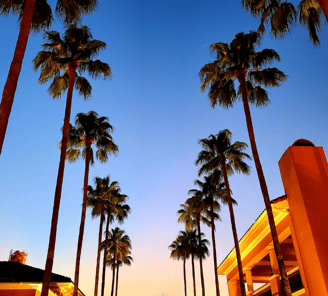 a street scene with palm trees and a blue sky