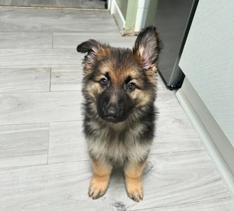 German Shepherd Puppies for Sale
