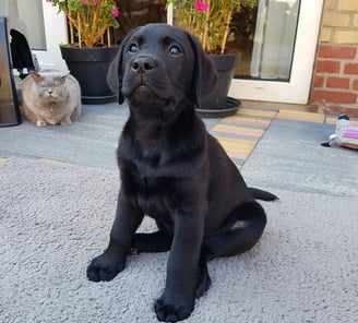 Puppies for Sale 