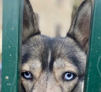 chiens aux yeux bleus en pension chez nanette