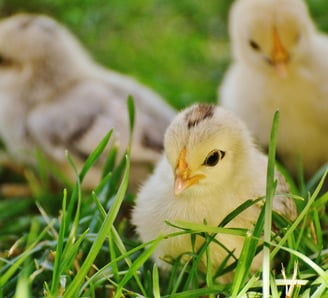 a group of chicks standing in the grass