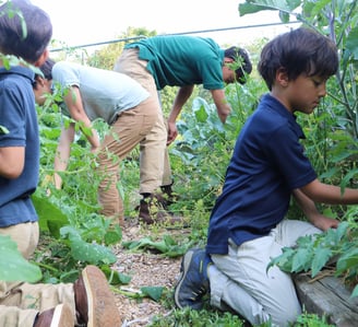 The Schauder boys helping harvest and weed the garden. 