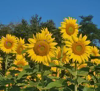 Champ de tournesol