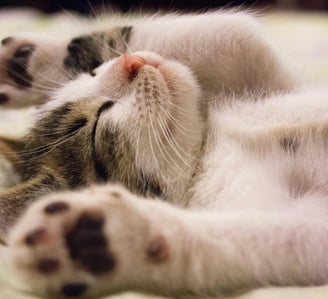 Gato dormindo ou com preguiça