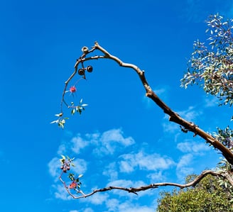 a tree branch with fruit on a sunny day, anything is possible, lifestyle change, couth, affiliate