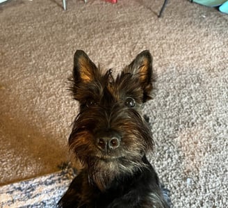 This is Matilda - scottish terrier best friend