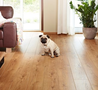 Small dog sitting on hardwood floors. A couch and a plant are also on the floors in living room.