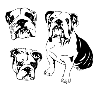 Black and white bulldog portraits, line art, dog illustration, pet art