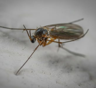 Fungus gnat