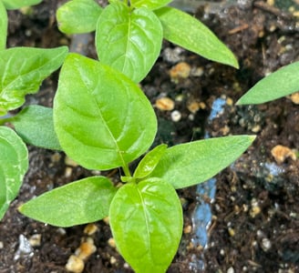 Close up image of pepper plant