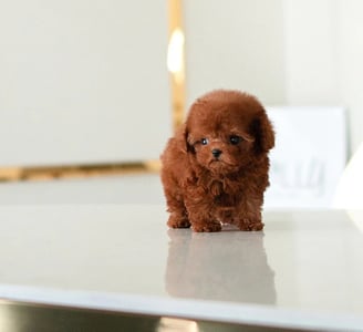 Dogs & Puppies for sale SA - South Africa