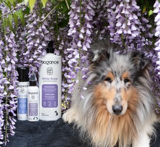 soins pour chiens