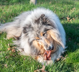 snacks mastication chien
