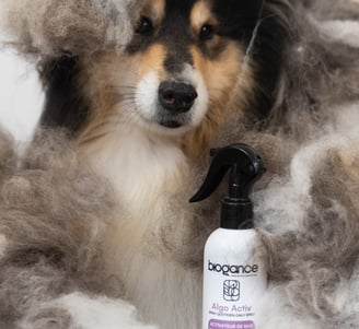 démêlants pour chien